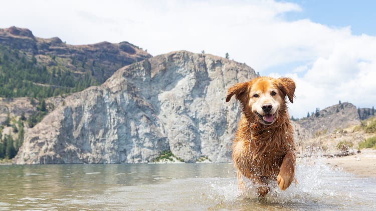happy-golden-retriever-dog-with-smile-running-through-water